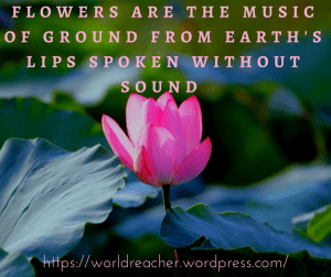 https___worldreacher.wordpress.com flowers